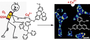 Graphical abstract: An activity-based fluorescent sensor with a penta-coordinate N-donor binding site detects Cu ions in living systems