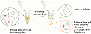 Graphical abstract: A facile method for purifying DNA-modified small particles and soft materials using aqueous two-phase systems