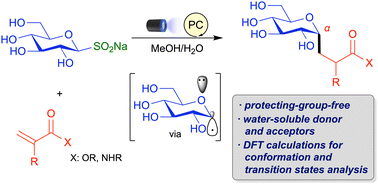 Graphical abstract: Photoredox-catalyzed protecting-group-free C-glycosylation with glycosyl sulfinate via the Giese reaction