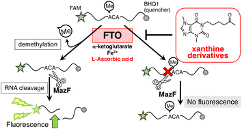 Graphical abstract: Xanthine derivatives inhibit FTO in an l-ascorbic acid-dependent manner