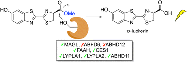 Graphical abstract: Firefly luciferin methyl ester illuminates the activity of multiple serine hydrolases