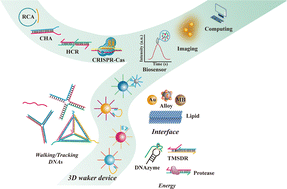 Graphical abstract: The rate-limiting procedure of 3D DNA walkers and their applications in tandem technology