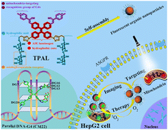 Graphical abstract: A water-soluble fluorescent organic nano-photosensitizer for the ratiometric detection of mitochondrial G-quadruplexes with photodynamic therapy potential