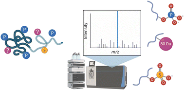 Graphical abstract: Considerations for defining +80 Da mass shifts in mass spectrometry-based proteomics: phosphorylation and beyond