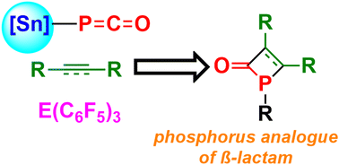 Graphical abstract: Stannyl phosphaketene as a synthon for phosphorus analogues of β-lactams