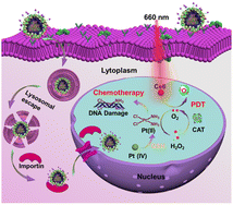 Graphical abstract: Nucleus-selective self-augmenting cascade nanoassemblies for targeted synergistic photo-chemo therapy of tumors