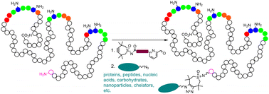 Graphical abstract: Specific N-terminal attachment of TMTHSI linkers to native peptides and proteins for strain-promoted azide alkyne cycloaddition