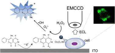Graphical abstract: Enhanced electrochemiluminescence imaging of single cell membrane proteins based on Co3O4 nanozyme catalysis