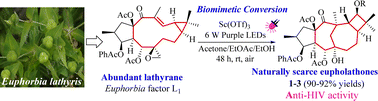 Graphical abstract: Photo-induced scandium-catalyzed biomimetic skeleton conversion of lathyrane to naturally rare eupholathone Euphorbia diterpenes