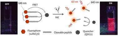 Graphical abstract: Moving into the red – a near infra-red optical probe for analysis of human neutrophil elastase in activated neutrophils and neutrophil extracellular traps