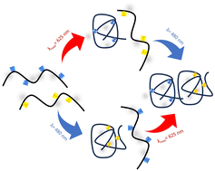 Graphical abstract: Simultaneously recorded photochemical action plots reveal orthogonal reactivity