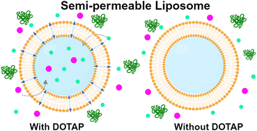 Graphical abstract: Engineering semi-permeable giant liposomes