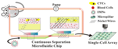 Graphical abstract: Continuous magnetic separation microfluidic chip for tumor cell in vivo detection