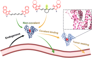 Graphical abstract: Site-specific albumin tagging with chloride-containing near-infrared cyanine dyes: molecular engineering, mechanism, and imaging applications
