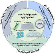 Graphical abstract: Interface-mediated protein aggregation
