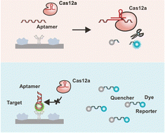 Graphical abstract: trans-Cleavage of the CRISPR-Cas12a-aptamer system for one-step antigen detection
