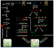Graphical abstract: Target-initiated fluorescent aptasensor based on multisite strand displacement amplification for label-free detection of ochratoxin A