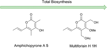 Graphical abstract: Total biosynthesis of fungal tetraketide pyrones