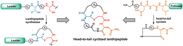 Graphical abstract: Use of a head-to-tail peptide cyclase to prepare hybrid RiPPs