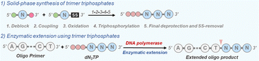 Graphical abstract: Artificial nucleotide codons for enzymatic DNA synthesis