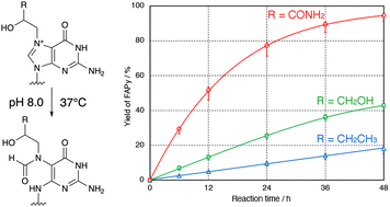 Graphical abstract: Acceleration of hydrolytic ring opening of N7-alkylguanine by the terminal carbamoyl group of glycidamide