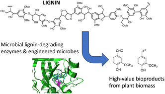 Graphical abstract: The chemical logic of enzymatic lignin degradation