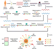 Graphical abstract: A multi-cycle signal amplification-mediated single quantum dot nanosensor for PIWI-interacting RNA detection