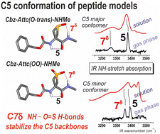 Graphical abstract: Effects of sulfoxide and sulfone sidechain–backbone hydrogen bonding on local conformations in peptide models
