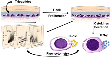 Graphical abstract: Peptide-triggered IL-12 and IFN-γ mediated immune response in CD4+ T-cells against Leishmania donovani infection