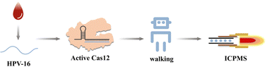 Graphical abstract: CRISPR-Cas12a-enhanced mass spectrometric DNA nanomachine for HPV-16 detection in human serum