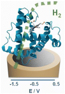 Graphical abstract: Hydrogen bioelectrogeneration with pH-resilient and oxygen-tolerant cobalt apoenzyme-saccharide