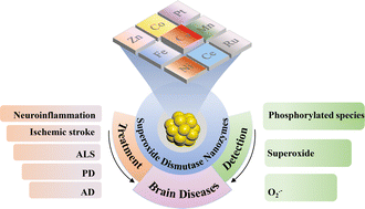 Graphical abstract: Superoxide dismutase nanozymes: current status and future perspectives on brain disease treatment and diagnosis