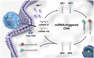 Graphical abstract: High-fidelity intracellular imaging of multiple miRNAs via stimulus-responsive nanocarriers and catalytic hairpin assembly