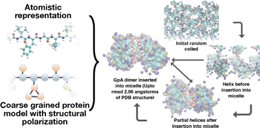 Graphical abstract: Folding and modulation of the helical conformation of Glycophorin A by point mutations