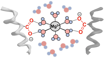 Graphical abstract: Stepwise hydration of [CH3COOMg]+ studied by cold ion trap infrared spectroscopy: insights into interactions in the magnesium channel selection filters