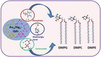 Graphical abstract: Quantum dot (Aun/Agn, n = 3–8) capped single lipids: interactions and physicochemical properties