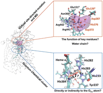 Graphical abstract: New insights into the proton pumping mechanism of ba3 cytochrome c oxidase: the functions of key residues and water