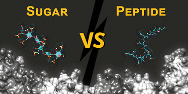 Graphical abstract: Ligand binding of interleukin-8: a comparison of glycosaminoglycans and acidic peptides