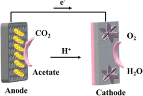 Graphical abstract: High power density output and durability of microbial fuel cells enabled by dispersed cobalt nanoparticles on nitrogen-doped carbon as the cathode electrocatalyst