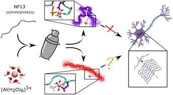 Graphical abstract: Influence of metal binding on the conformational landscape of neurofilament peptides
