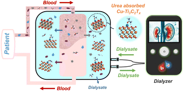 Graphical abstract: Elucidation of the synergistic effects of 3d metal (M = Cu, Co, and Ni) dopants and terminations (T = –O– and –OH) of Ti3C2Tx MXenes for urea adsorption ability via DFT calculations and experiments