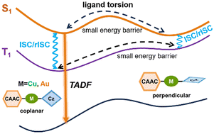 Graphical abstract: Theoretical studies on thermally activated delayed fluorescence of “carbene–metal–amide” Cu and Au complexes: geometric structures, excitation characters, and mechanisms