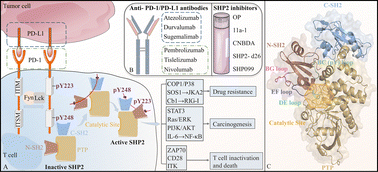 Graphical abstract: Molecular recognition of ITIM/ITSM domains with SHP2 and their allosteric effect