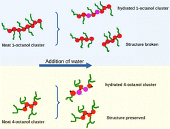 Graphical abstract: On the dual behaviour of water in octanol-rich aqueous n-octanol mixtures: an X-ray scattering and computer simulation study