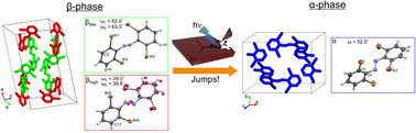 Graphical abstract: Releasing a bound molecular spring with light: a visible light-triggered photosalient effect tied to polymorphism