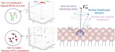 Graphical abstract: Nuclear spin alignment of sodium ions via electric field gradients in phospholipid membranes