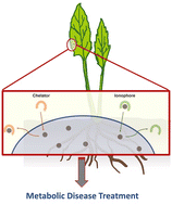 Graphical abstract: Plant-derived chelators and ionophores as potential therapeutics for metabolic diseases