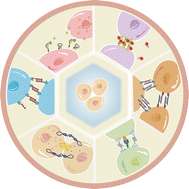 Graphical abstract: DNA nanostructures for exploring cell–cell communication