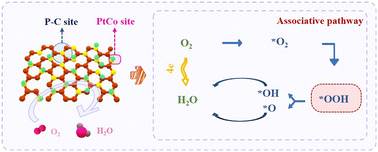 Graphical abstract: Insights into the synergistic catalytic mechanism on the customized dual sites of an efficient ORR catalyst