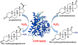Graphical abstract: Efficient regio- and stereo-selective C–H bond hydroxylation of steroids using an engineered heme-thiolate peroxygenase biocatalyst